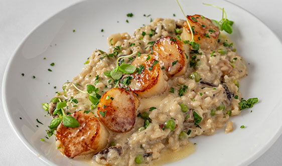 Seared scallops arranged on top of creamy mushroom risotto, garnished with fresh herbs and microgreens, served on a white plate.